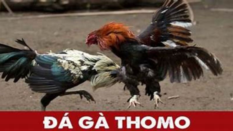 Các cửa cược đá gà Thomo trực tuyến