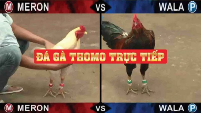 Trường đá gà Thomo danh tiếng tại Campuchia