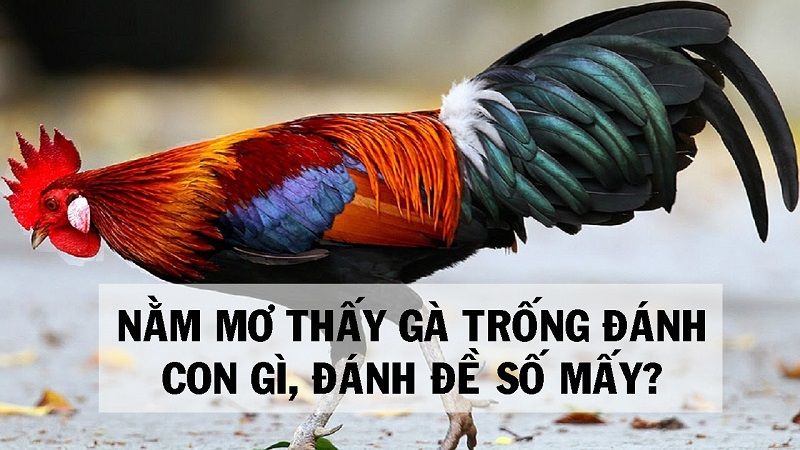 Mơ thấy gà đang gáy là lời cảnh báo đói với bạn